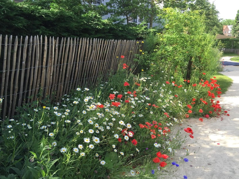 Bloemenstrook met klaprozen en margrieten langs schoolplein