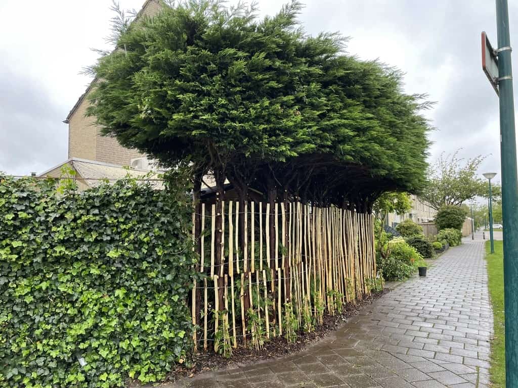 Tuin met geopende haag en natuurlijke omheining