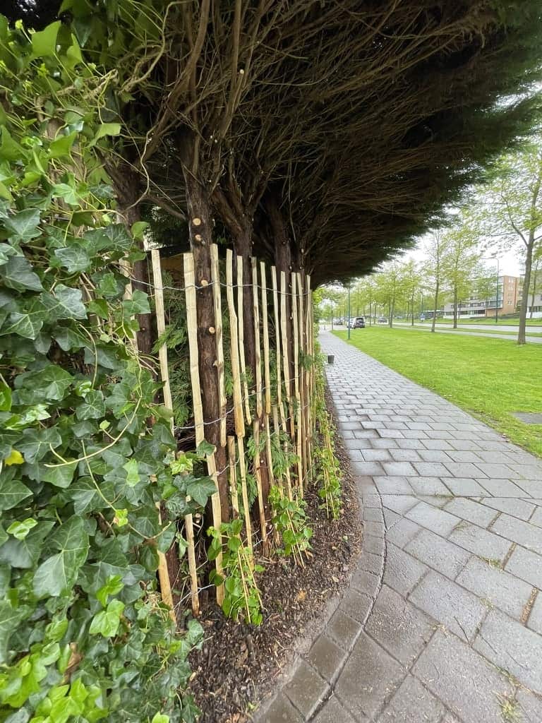 De grote groene haag langs een voetpad met sprietscherm