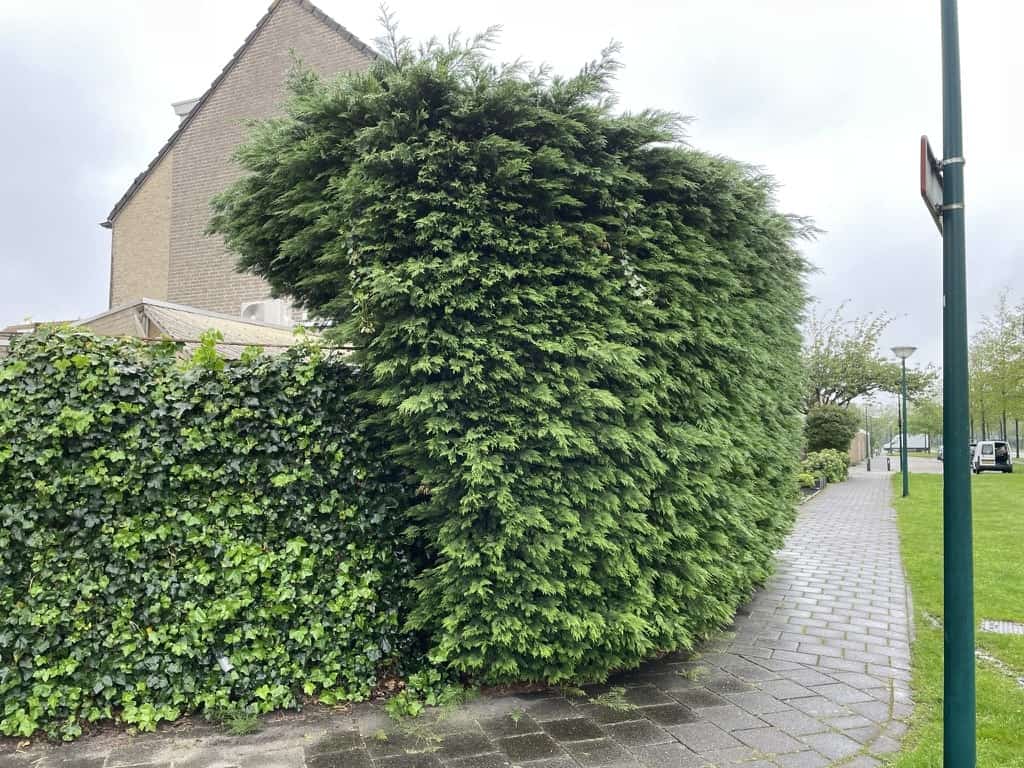 De overgroeide coniferenhaag voor het snoeien
