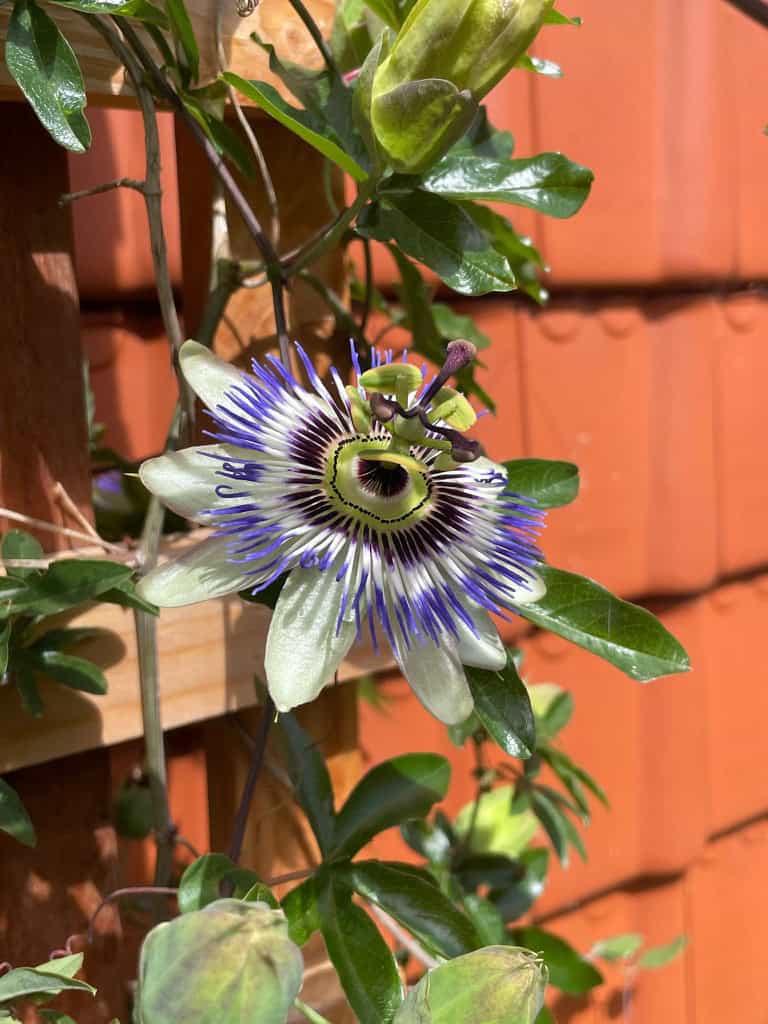 Bloeiende passiebloem in de tuin